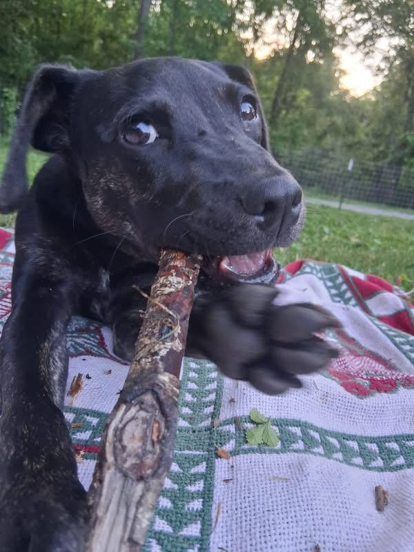 Tsireya, a ADOPTABLE mixed breed in Ooltewah, TN image 3/6
