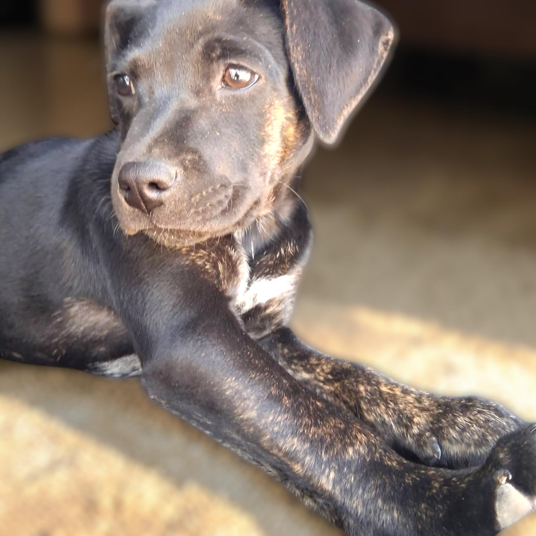 Tsireya, a ADOPTABLE mixed breed in Ooltewah, TN image 2/5