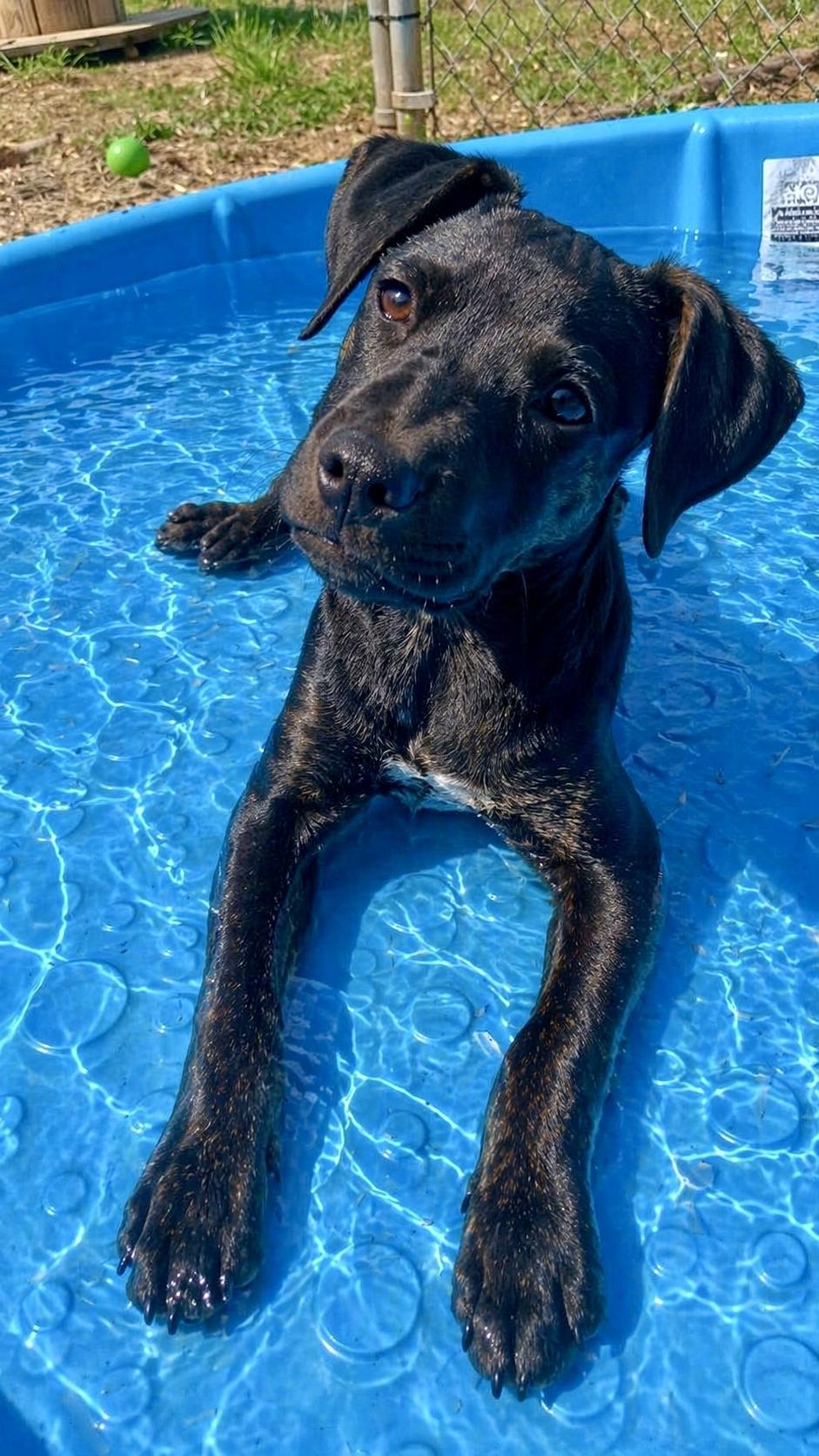 Tsireya, ADOPTABLE, Puppy Female Plott Hound & Labrador Retriever.