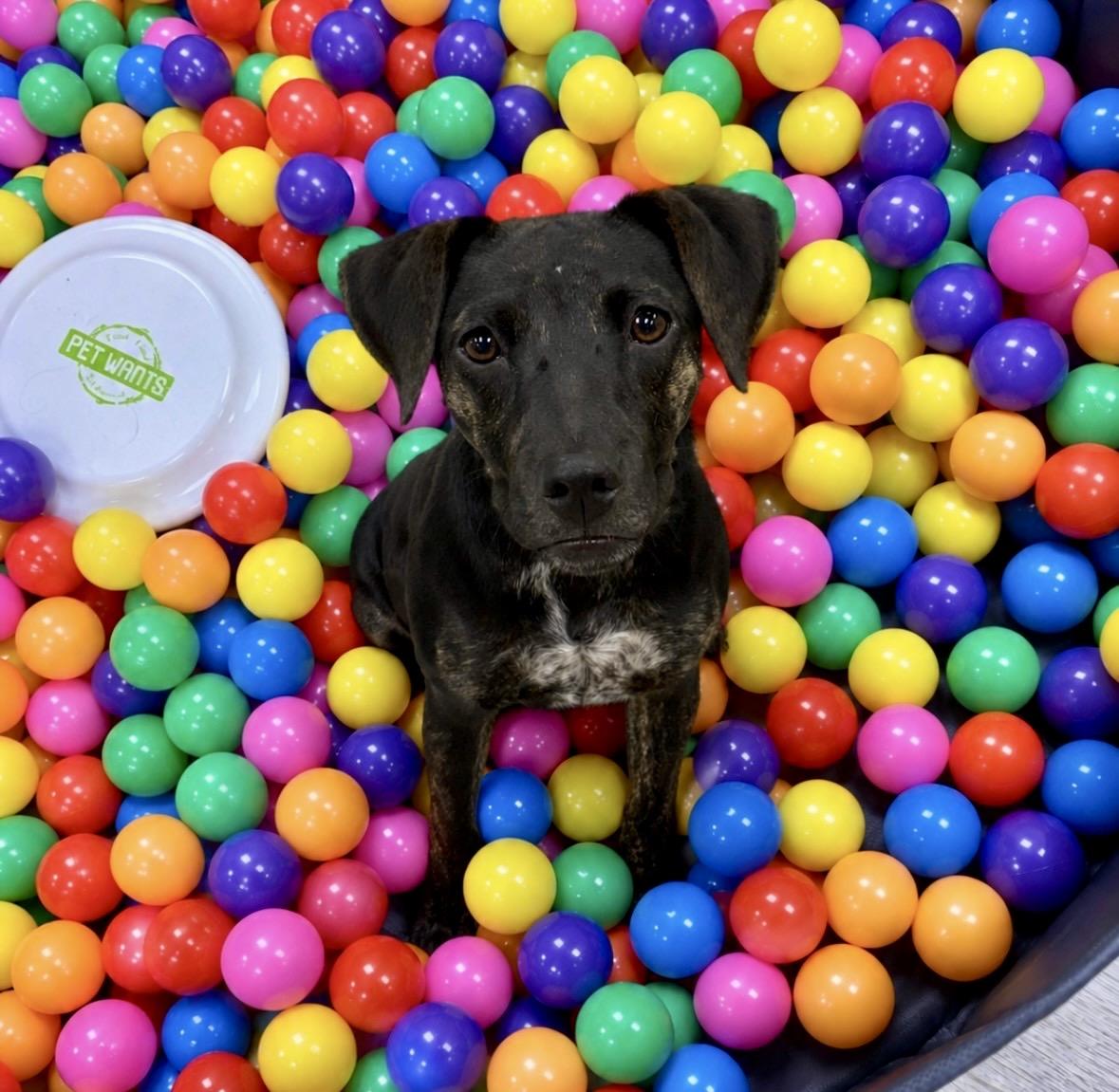 Tsireya, an adoptable mixed breed in Ooltewah, TN image 5/6