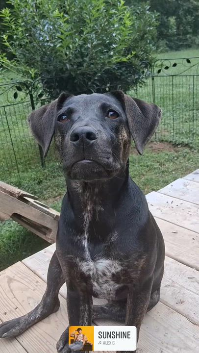 Enlarge Tsireya, an adoptable mixed breed in Ooltewah, TN video 6/6