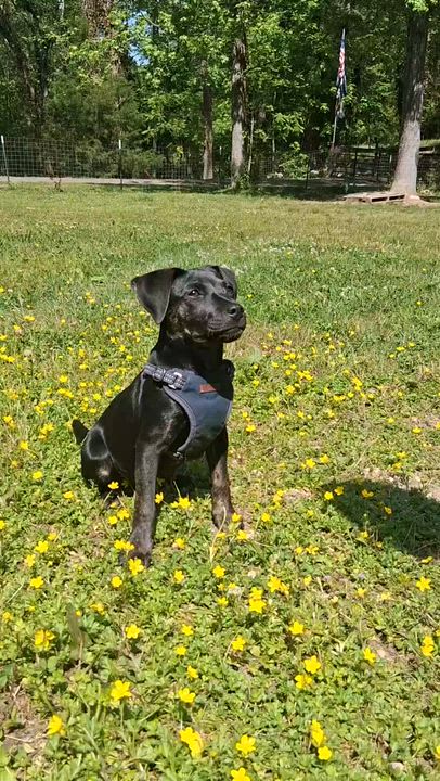Enlarge Tsireya, a ADOPTABLE mixed breed in Ooltewah, TN video 6/6