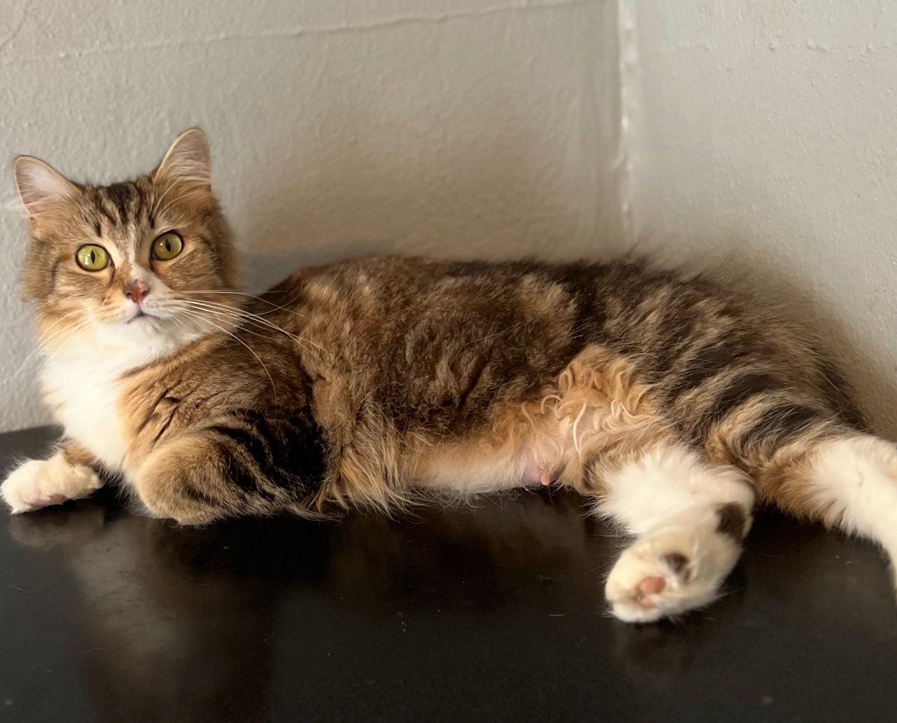 Ash Rose, Adoptable, Adult Female Domestic Medium Hair.