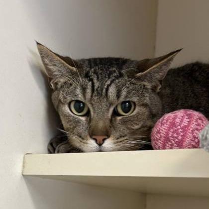 Carlos, Adoptable, Adult Male Domestic Short Hair.