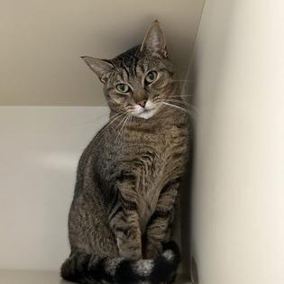 Enlarge Carlos, a Adoptable Domestic Short Hair in DeKalb, IL image 2/2