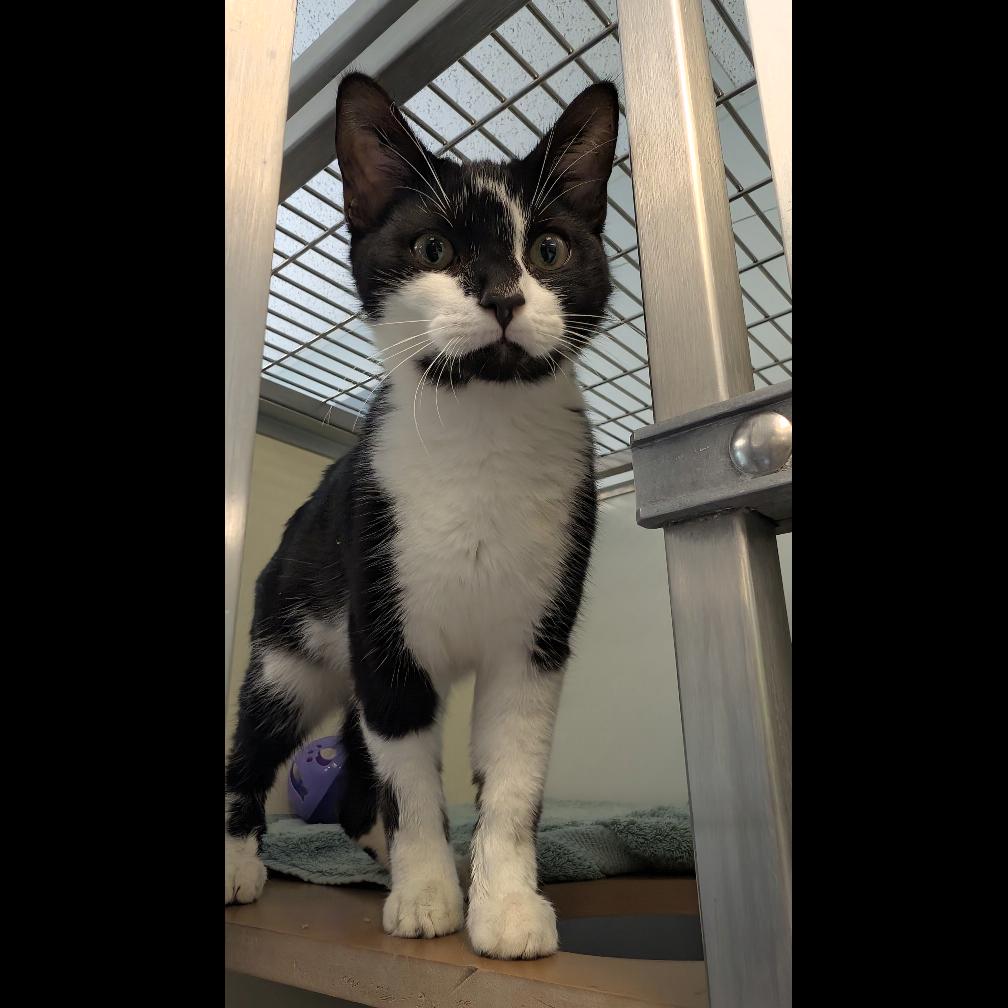 Lucas, Adoptable, Young Male Domestic Short Hair.