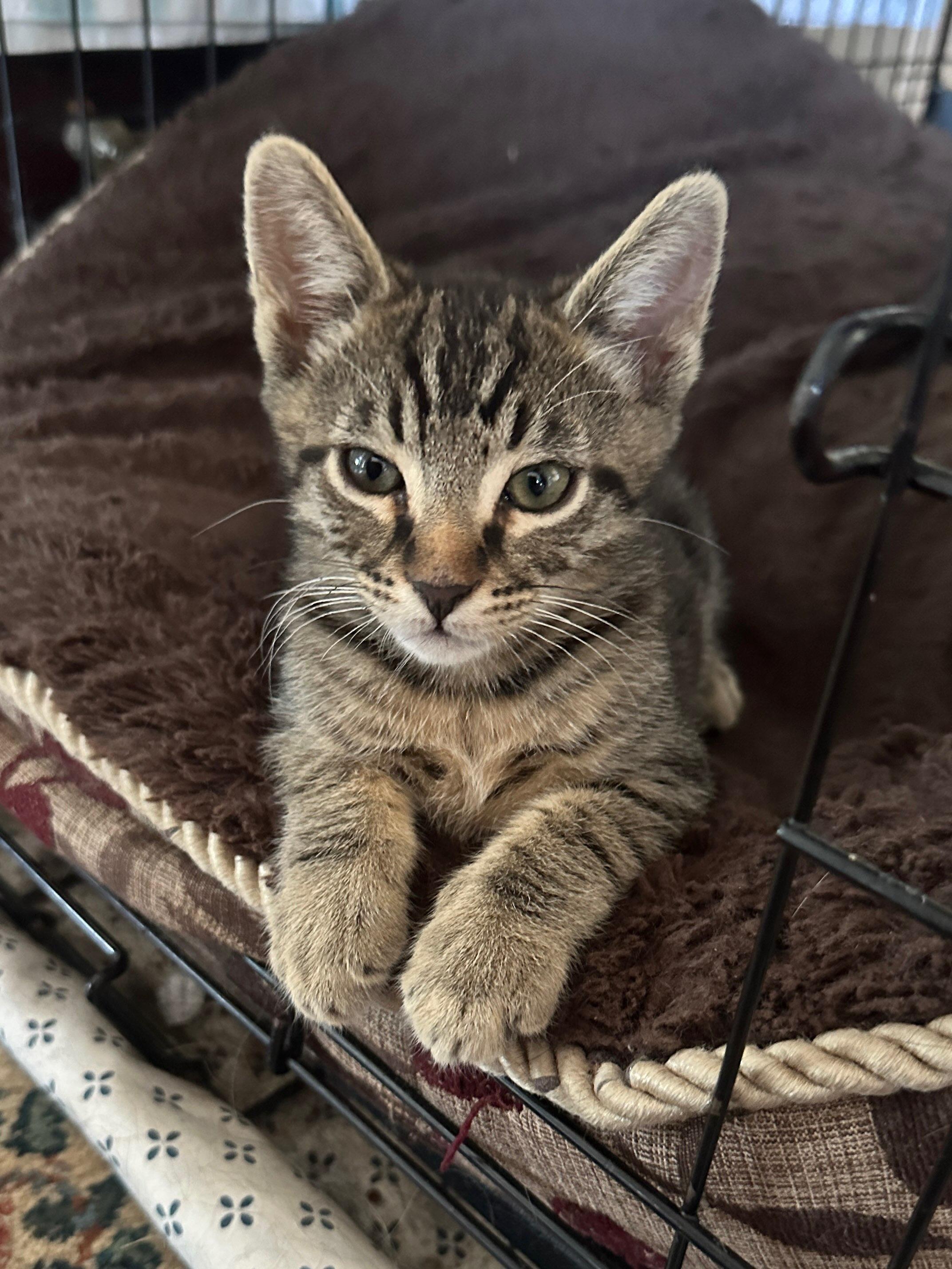 Louie, Adoptable, Young Male Domestic Short Hair.
