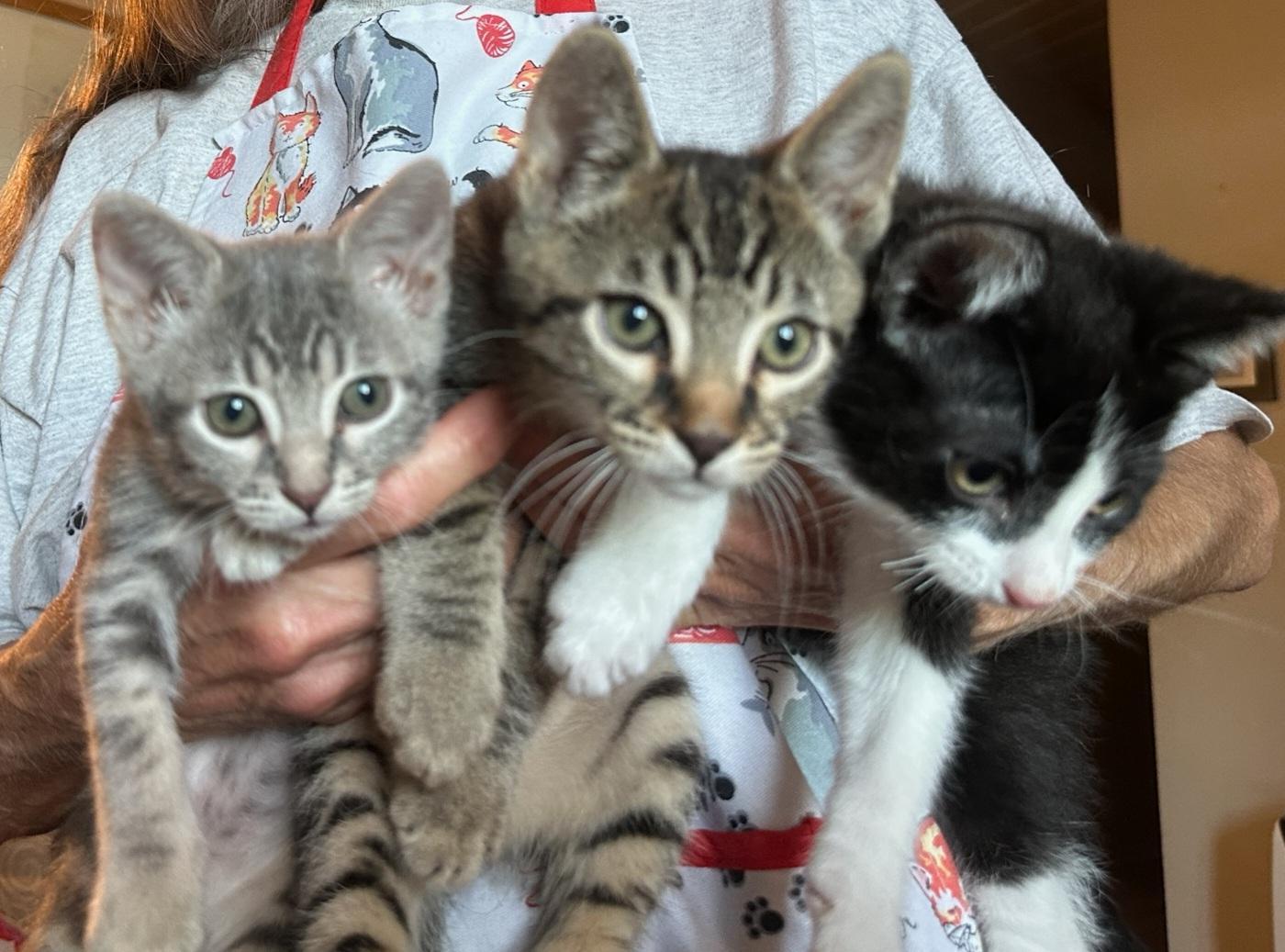 Louie, a Adoptable mixed breed in Eureka, CA image 5/5