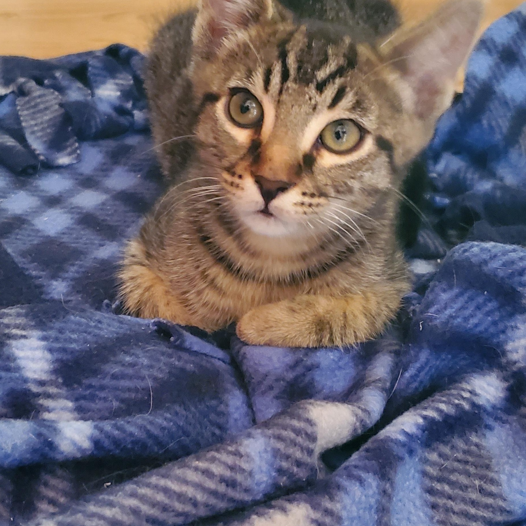 Louie, a Adoptable mixed breed in Eureka, CA image 3/5