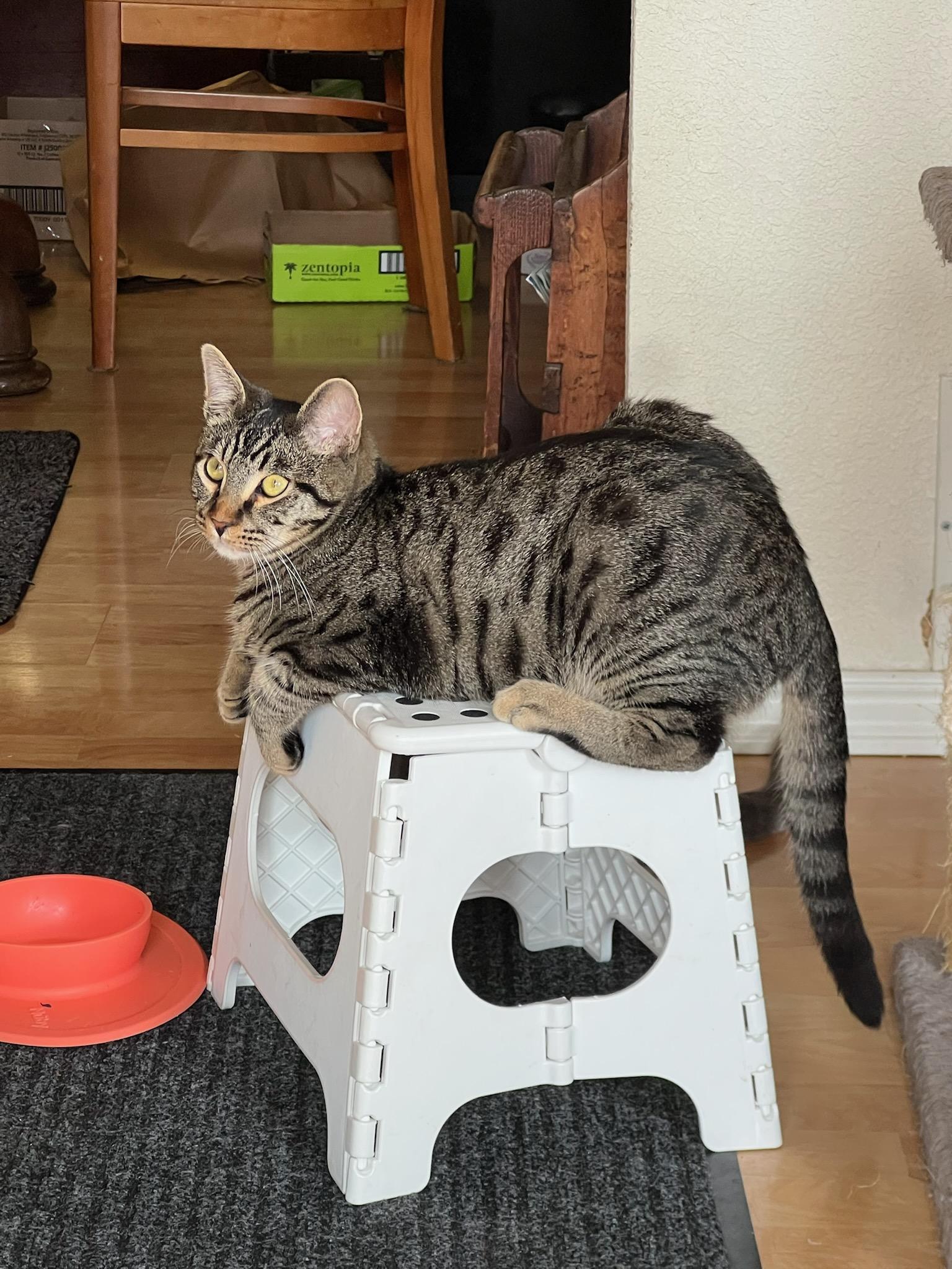 Louie, Adoptable, Young Male Domestic Short Hair.