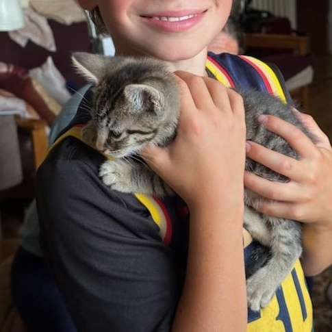 Louie, a Adoptable mixed breed in Eureka, CA image 4/5