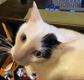 Enlarge Percy, a Adoptable mixed breed in San Francisco, CA image 2/6