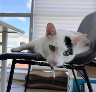 Enlarge Percy, a Adoptable mixed breed in San Francisco, CA image 3/6