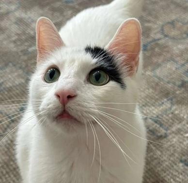 Enlarge Percy, a Adoptable mixed breed in San Francisco, CA image 4/6