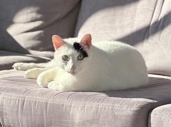 Enlarge Percy, a Adoptable mixed breed in San Francisco, CA image 5/6