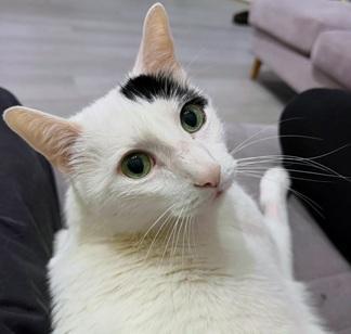 Enlarge Percy, a Adoptable mixed breed in San Francisco, CA image 6/6