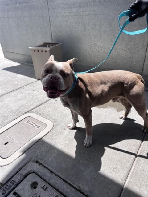 Enlarge TUCKER, a Adoptable Staffordshire Bull Terrier in Norco, CA image 1/1