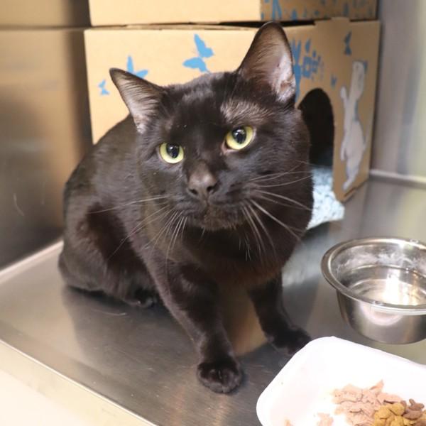 Night, a Adoptable Domestic Short Hair in Sioux City, IA image 1/2