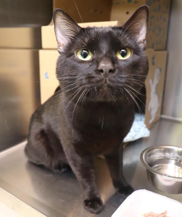 Night, a Adoptable Domestic Short Hair in Sioux City, IA image 2/2