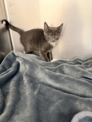 Enlarge Lucy Gray Baird, an adopted Domestic Short Hair in Annapolis, MD image 1/1