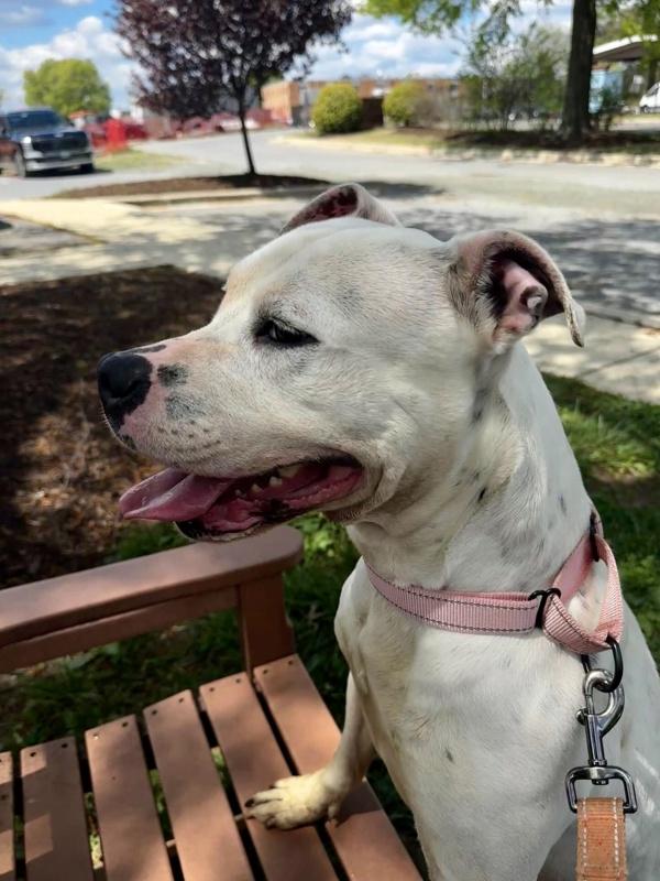 Salsa, Adoptable, Adult Female Pit Bull Terrier.