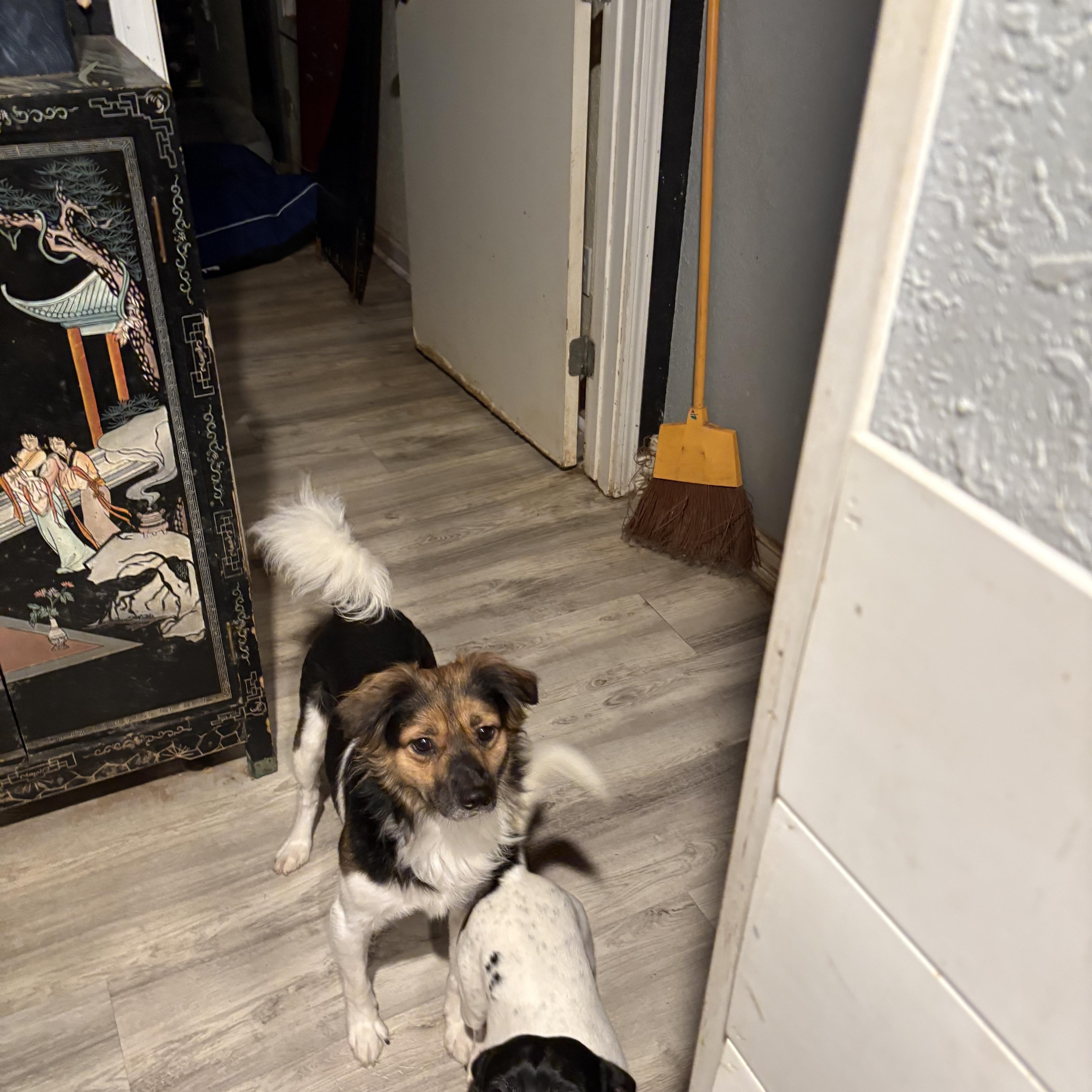 Jackie, Young Male Terrier