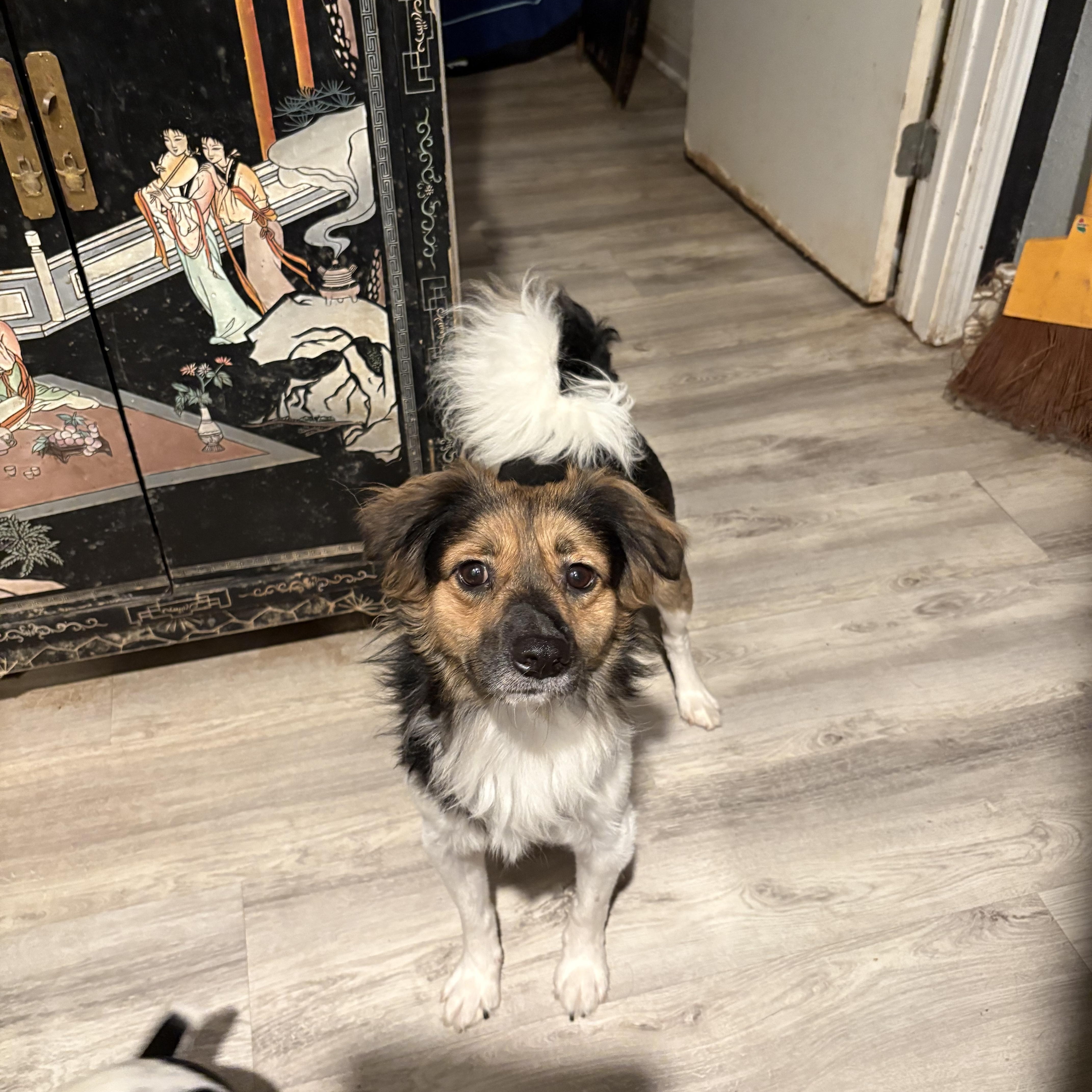 Jackie, a Adoptable mixed breed in Weatherford, TX image 2/2