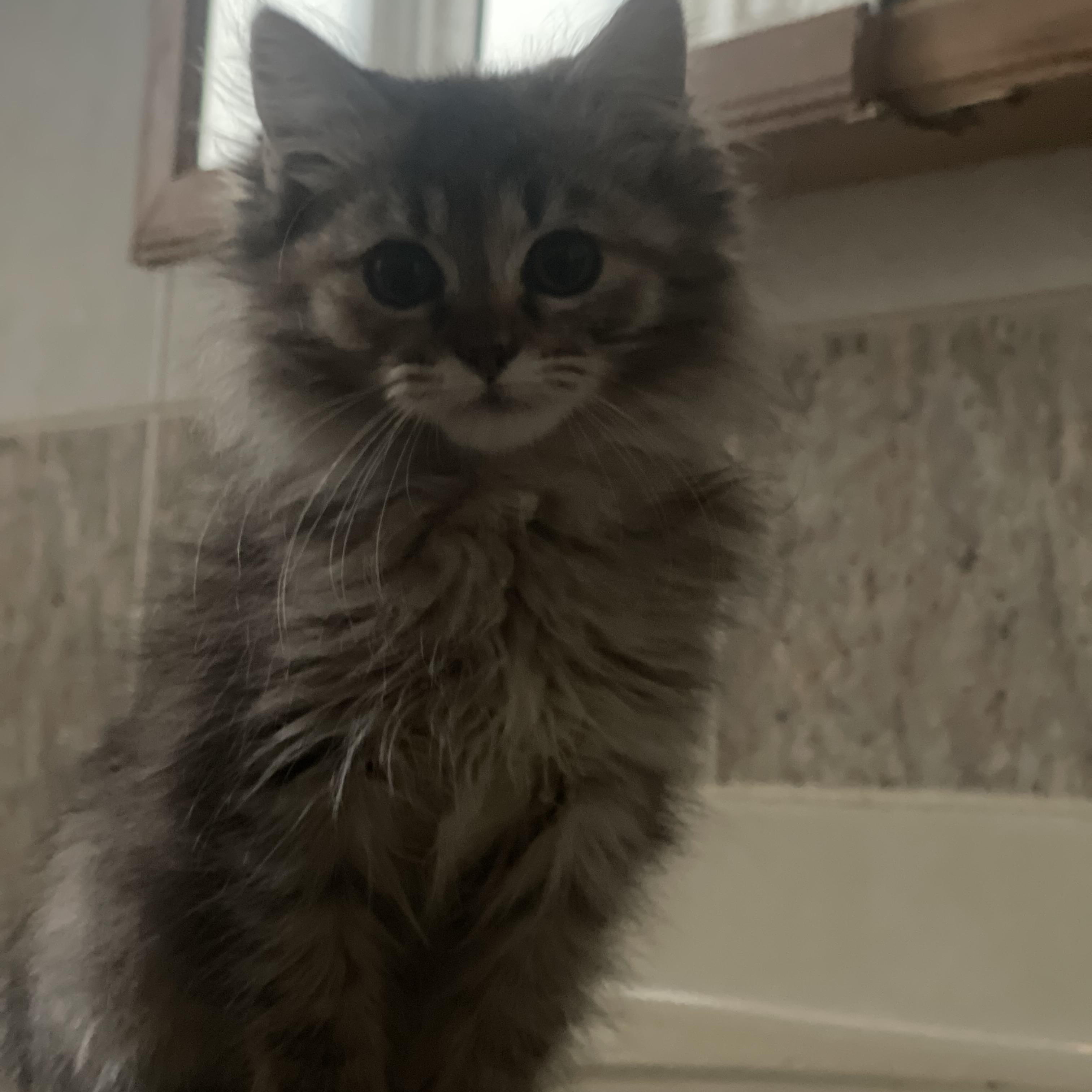 Enlarge Zara , a Adoptable Maine Coon in Northlake, IL image 2/5