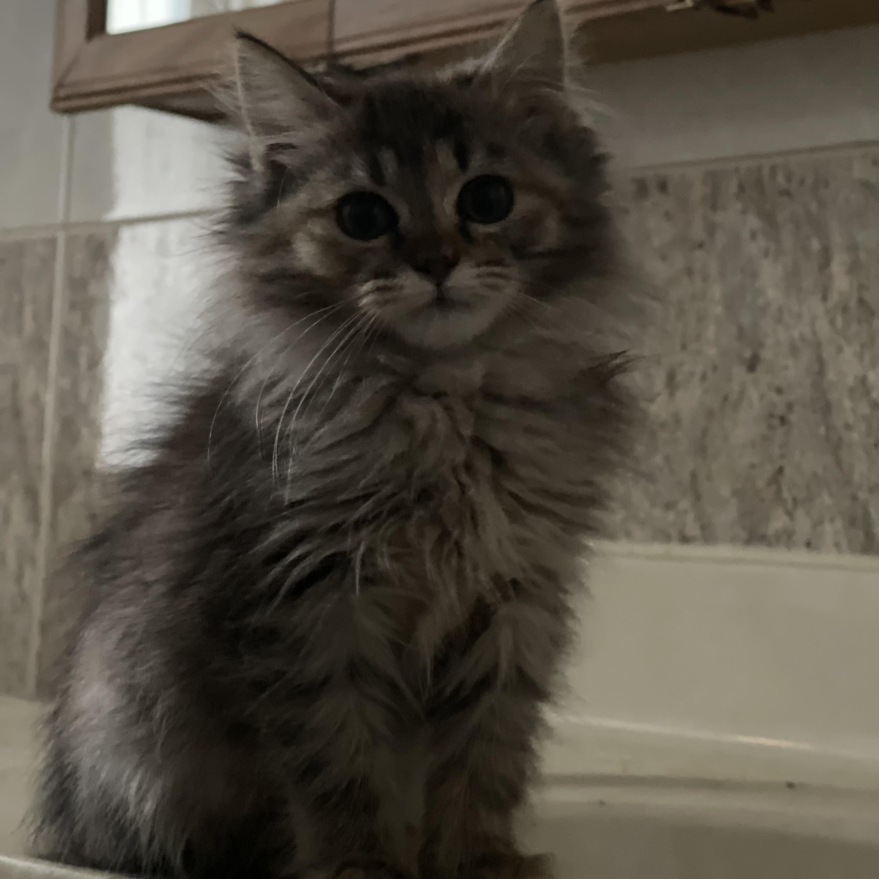 Zara , Adoptable, Kitten Female Maine Coon.