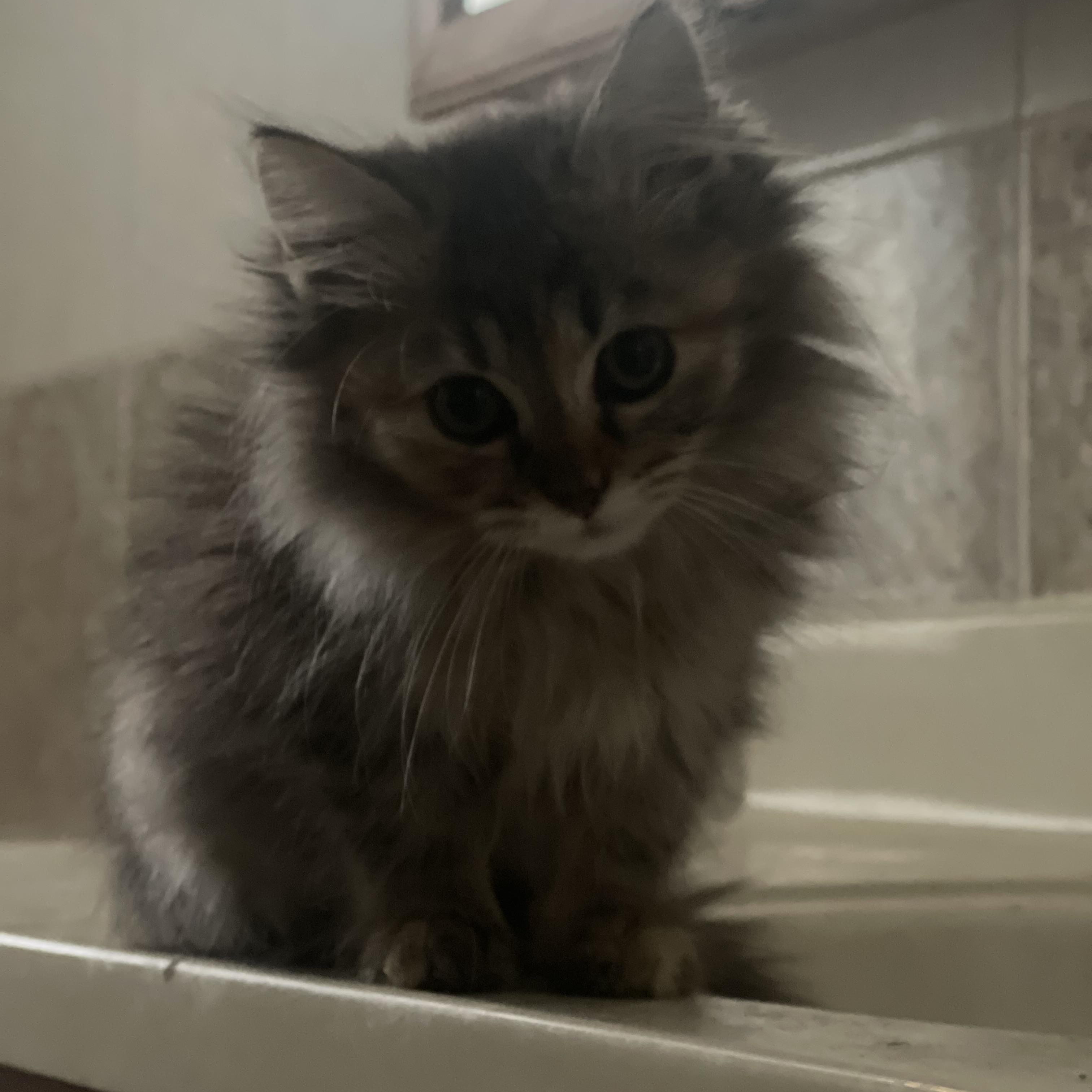 Enlarge Zara , a Adoptable Maine Coon in Northlake, IL image 5/5