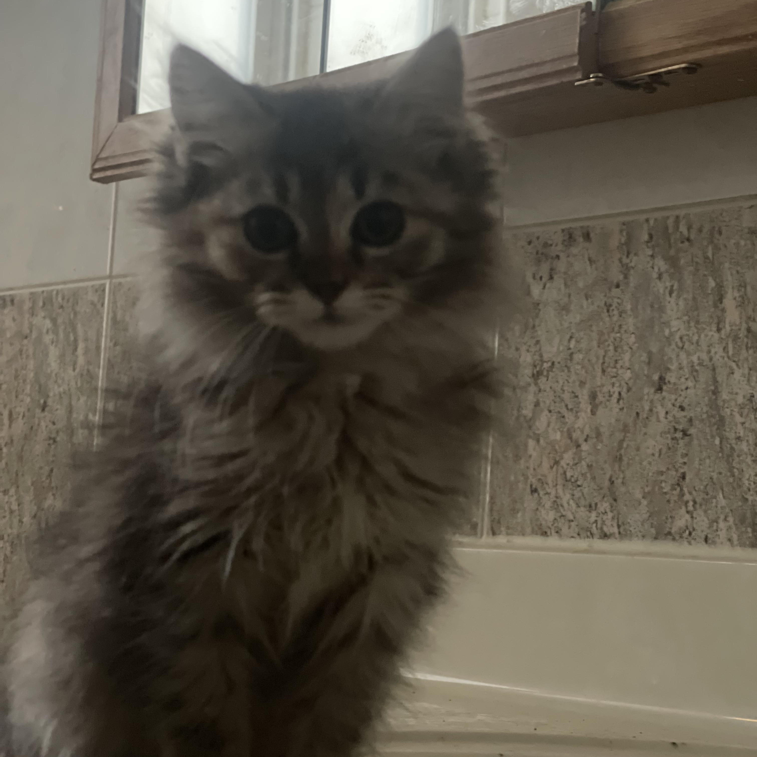 Enlarge Zara , a Adoptable Maine Coon in Northlake, IL image 4/5