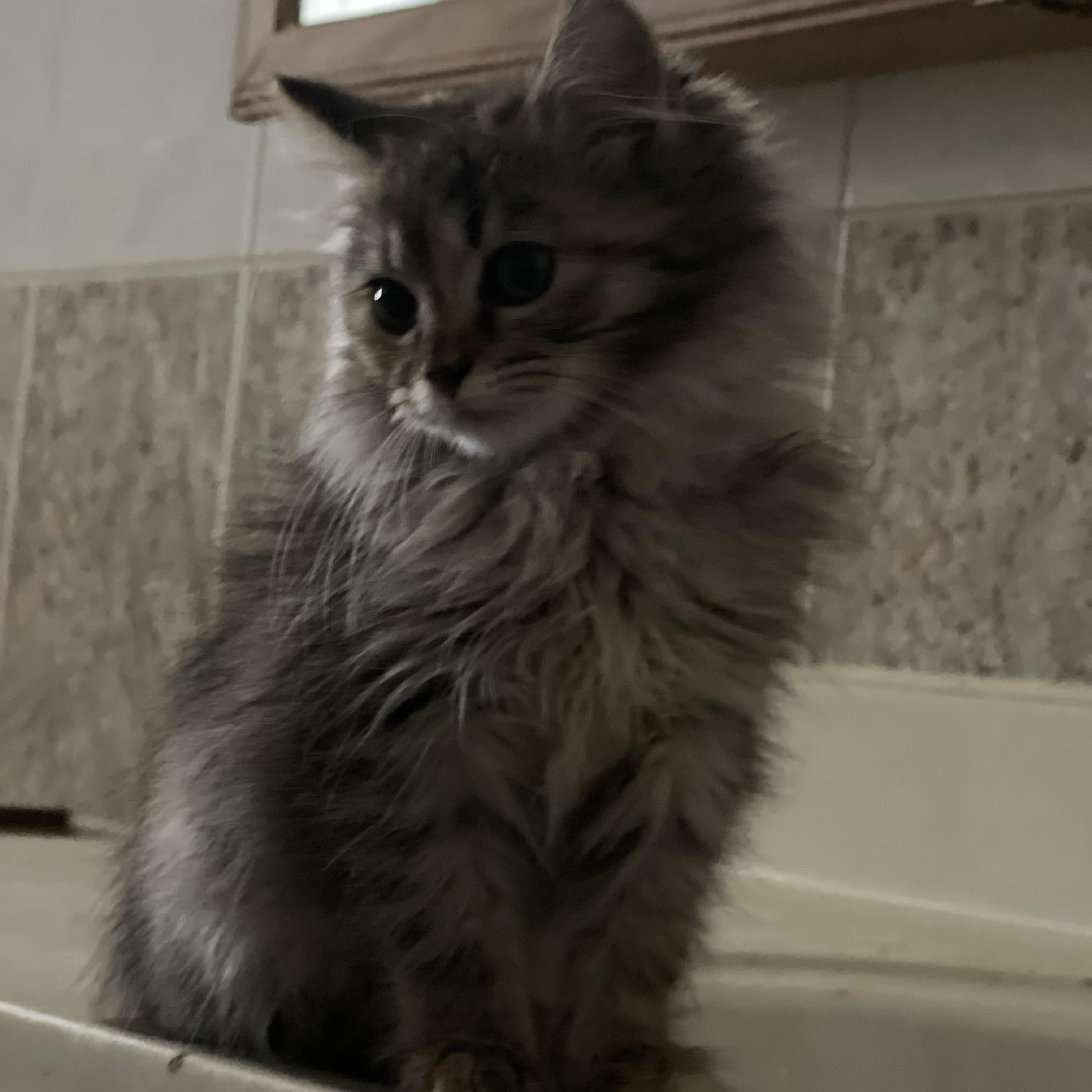 Enlarge Zara , a Adoptable Maine Coon in Northlake, IL image 3/5