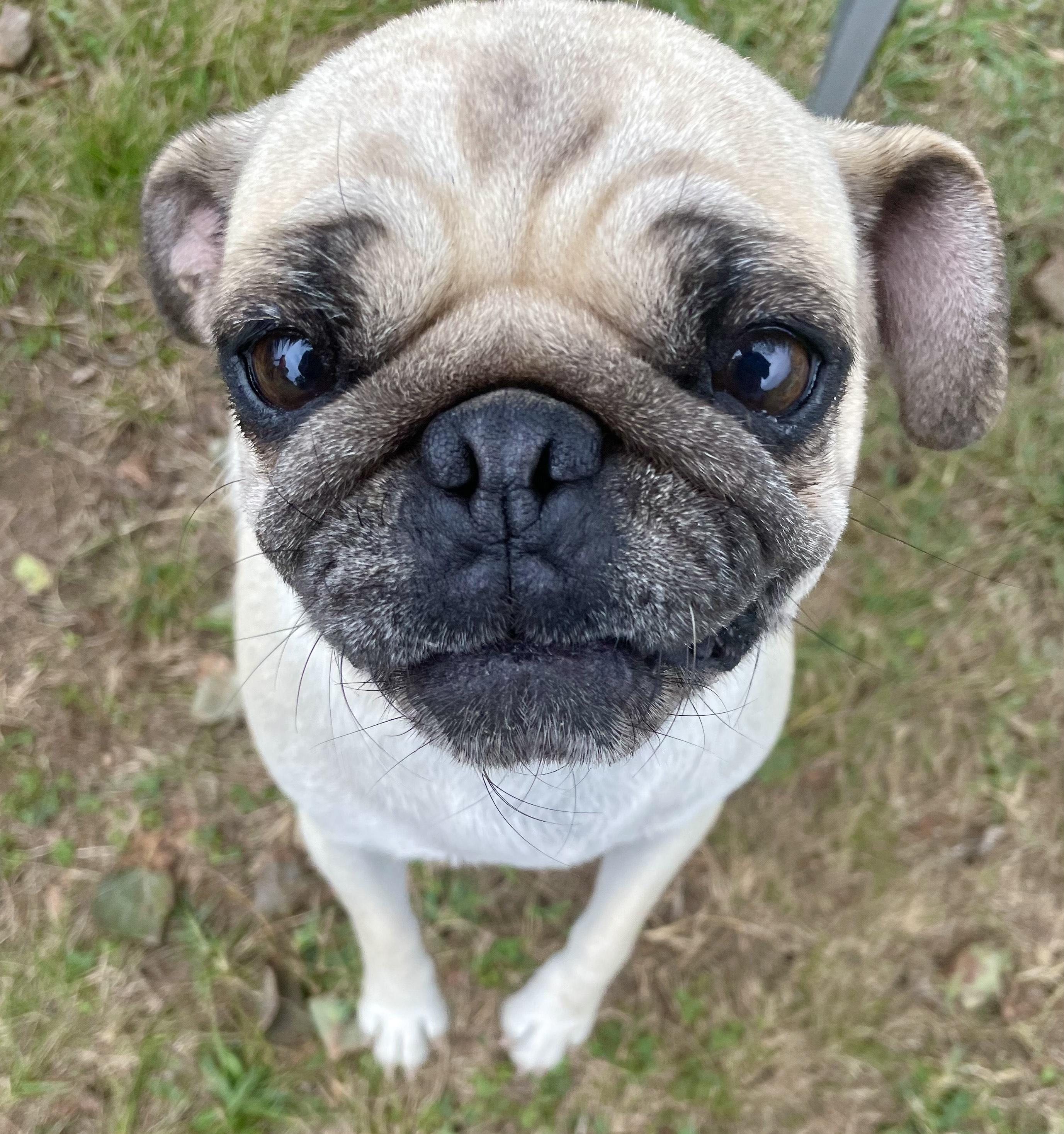 Roxie