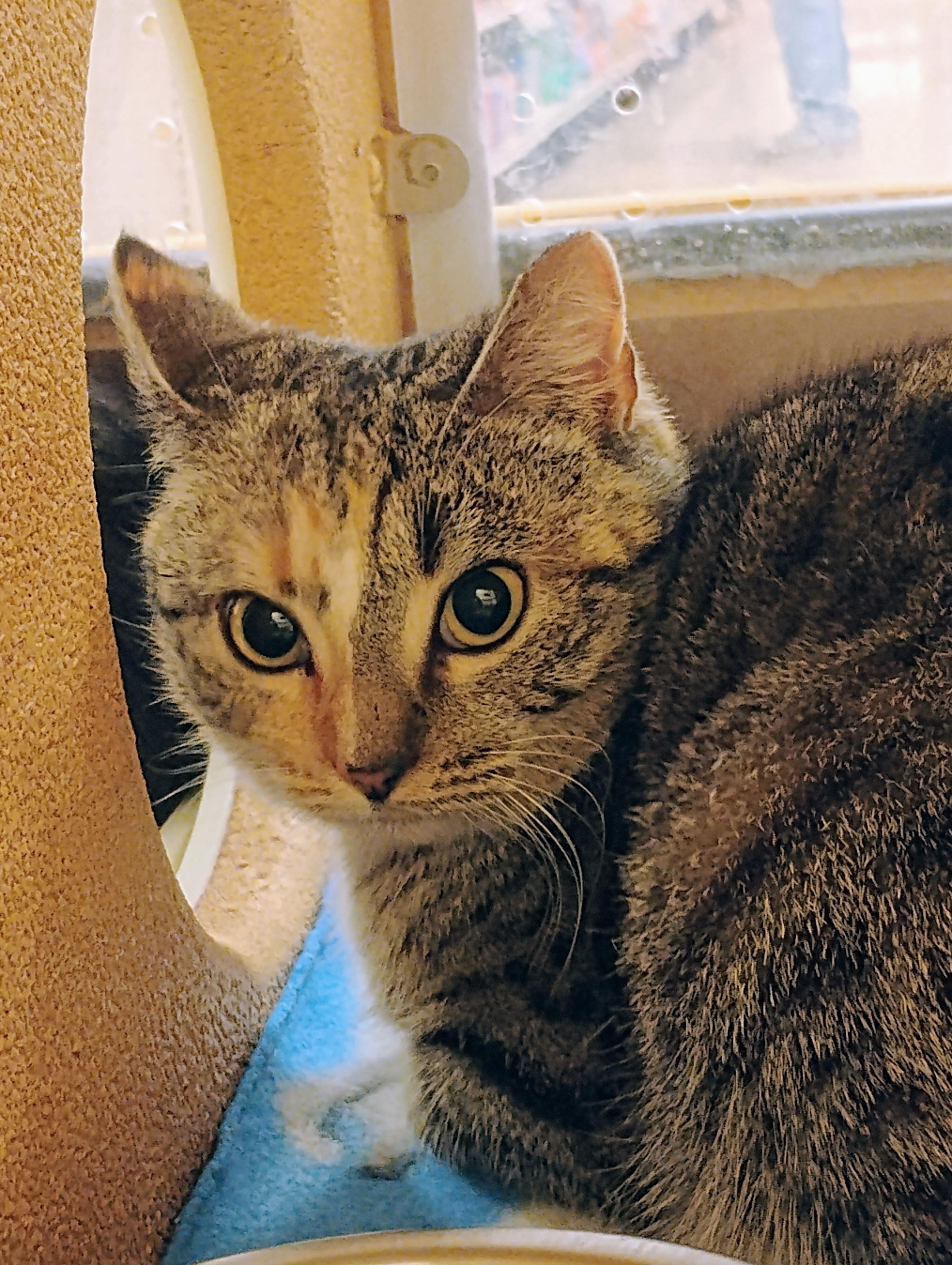 Enlarge Paisley, a ADOPTABLE Domestic Short Hair in Williamsburg, VA image 1/1