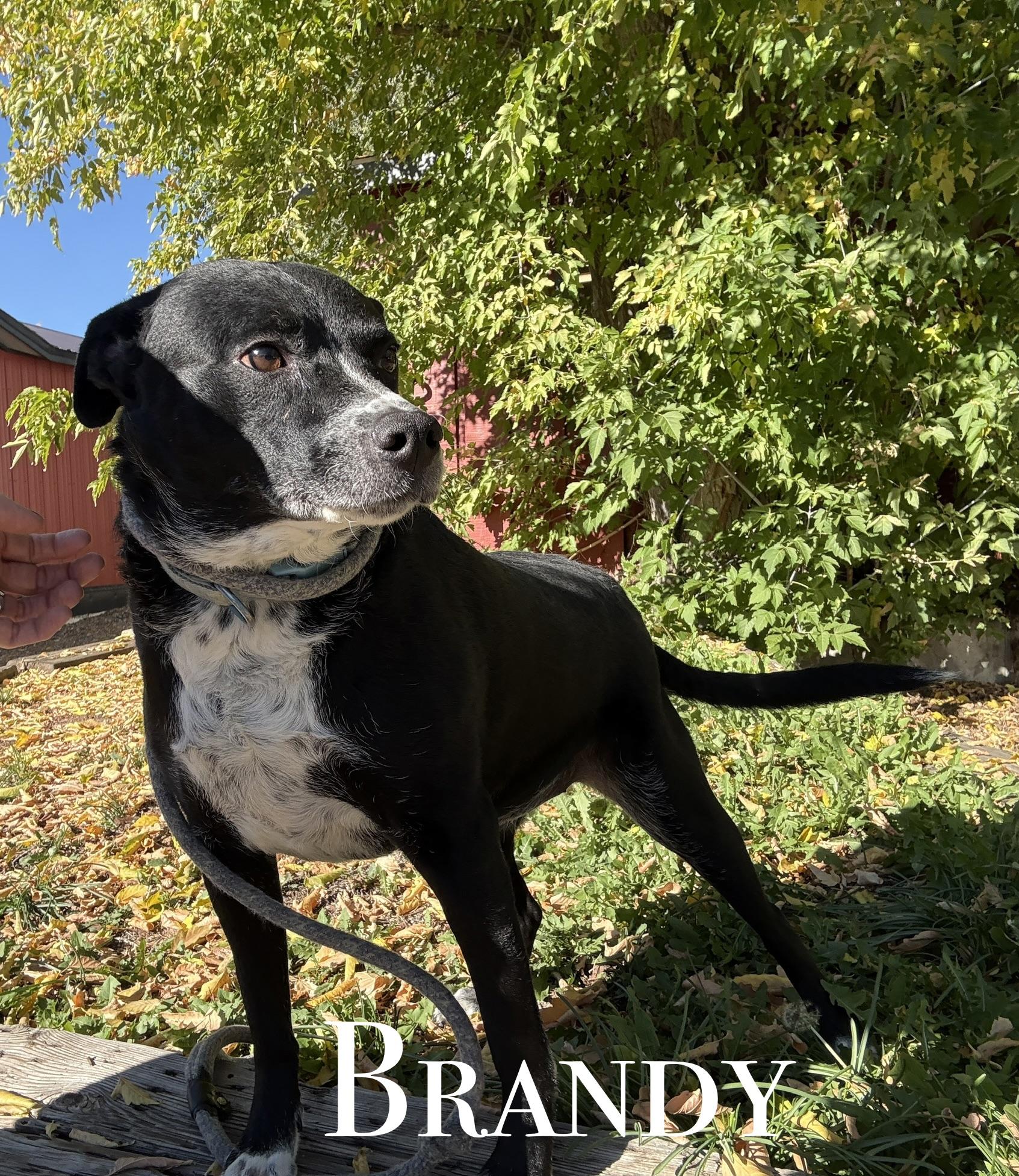 Brandy, Adoptable, Adult Female Mixed Breed.