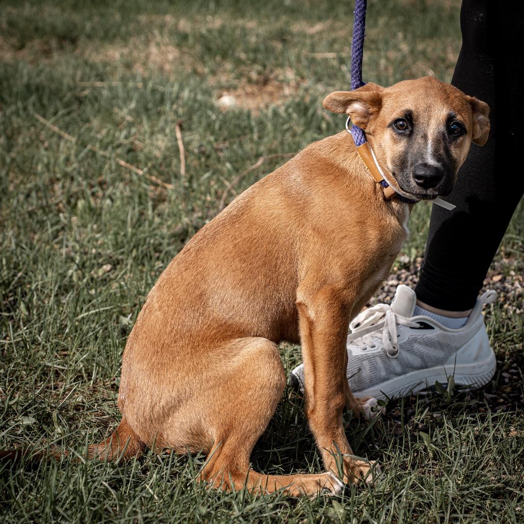 Amber, Adoptable, Puppy Female German Pinscher & Mixed Breed.