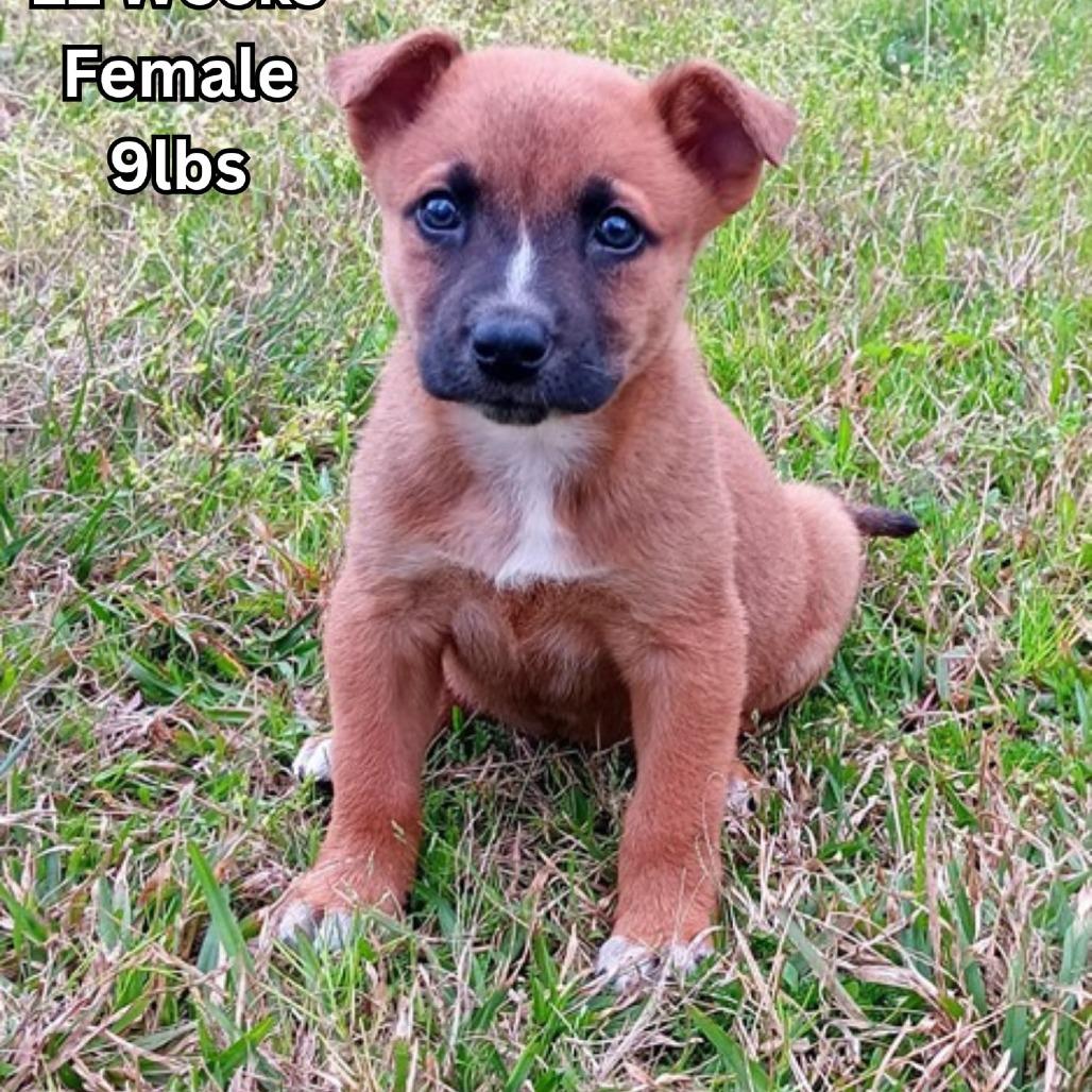Enlarge Amber, a Adoptable mixed breed in Tomah, WI image 2/3