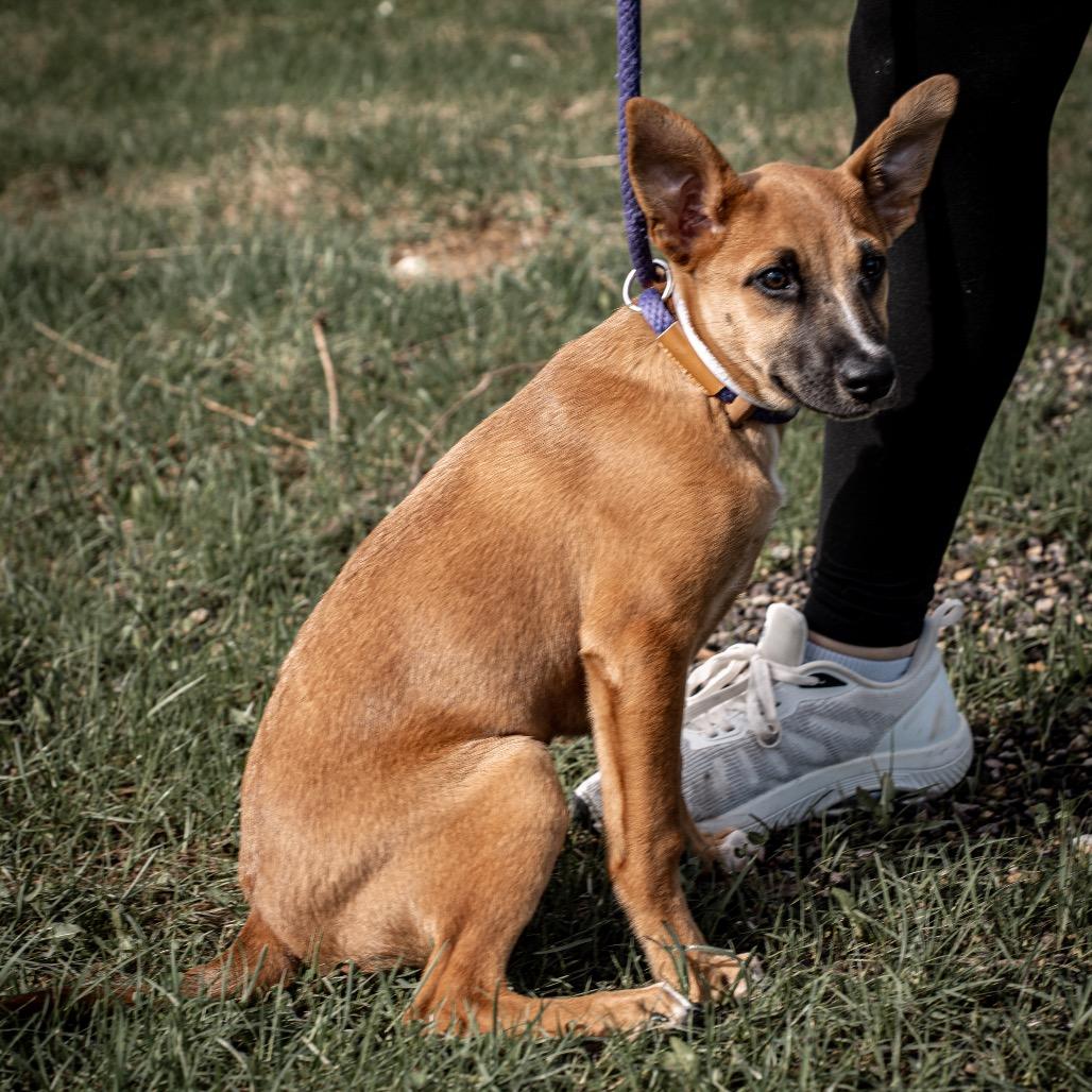 Enlarge Amber, a Adoptable mixed breed in Tomah, WI image 3/3