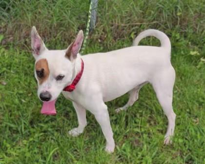 Enlarge Spot, a Adoptable mixed breed in Baraboo, WI image 1/3