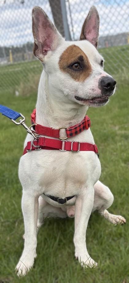 Enlarge Spot, a Adoptable mixed breed in Baraboo, WI image 1/3