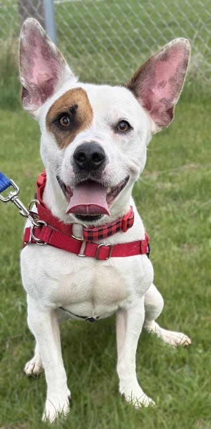 Spot, Adoptable, Adult Male Terrier & Mixed Breed.