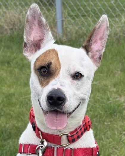 Enlarge Spot, a Adoptable mixed breed in Baraboo, WI image 3/3