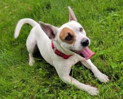 Enlarge Spot, a Adoptable mixed breed in Baraboo, WI image 3/3