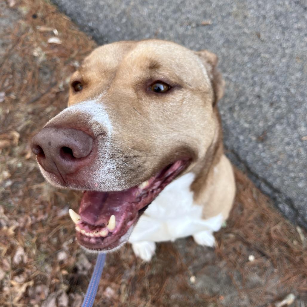 Hazel, Adoptable, Adult Female Husky & Labrador Retriever.