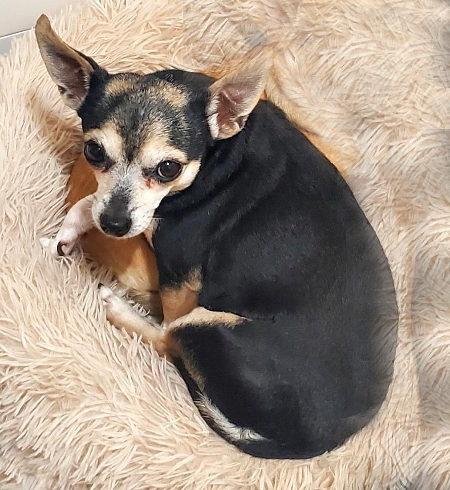 Enlarge Ruby, an adopted Chihuahua in Lexington, KY image 1/3