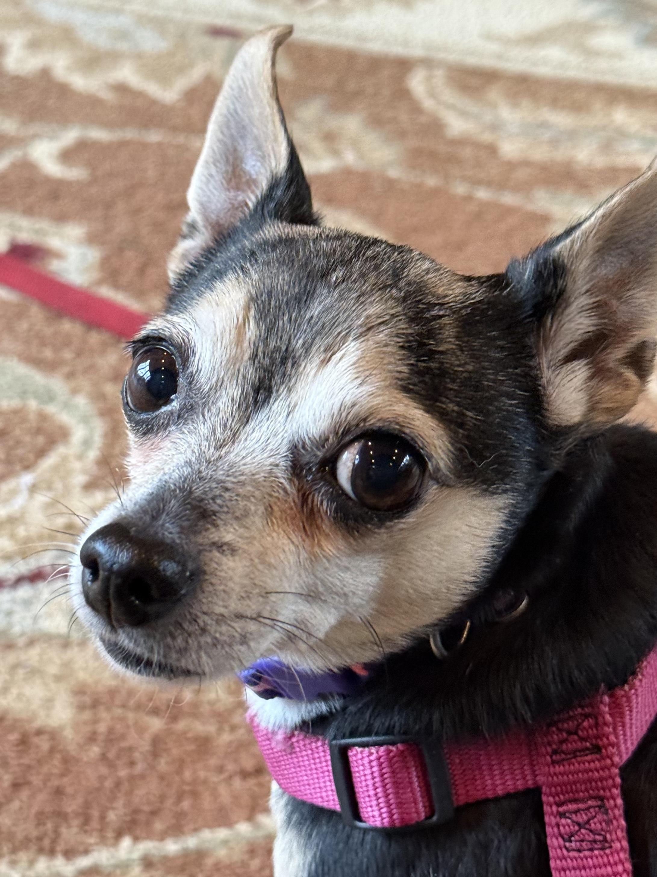 Enlarge Ruby, an adopted Chihuahua in Lexington, KY image 2/3