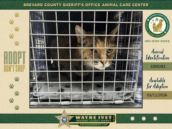 Enlarge Babs, a Adoptable mixed breed in Melbourne, FL image 1/1