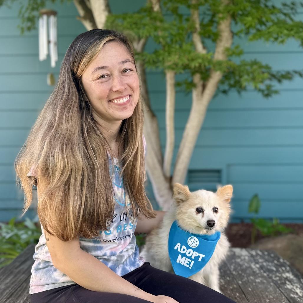 Enlarge Yankee Candle, a Adoptable Pomeranian in Pacific Grove, CA image 1/5