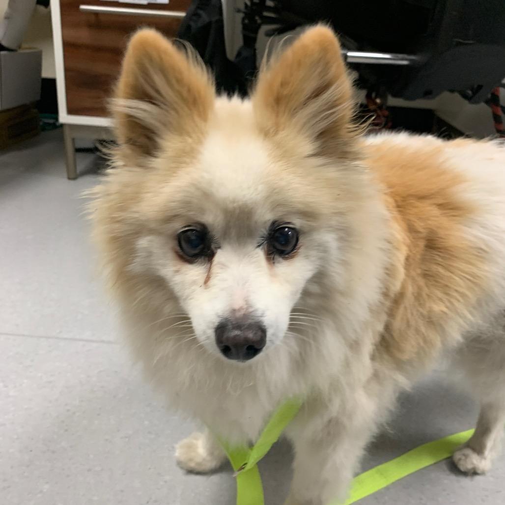 Enlarge Yankee Candle, a Adoptable Pomeranian in Pacific Grove, CA image 2/5