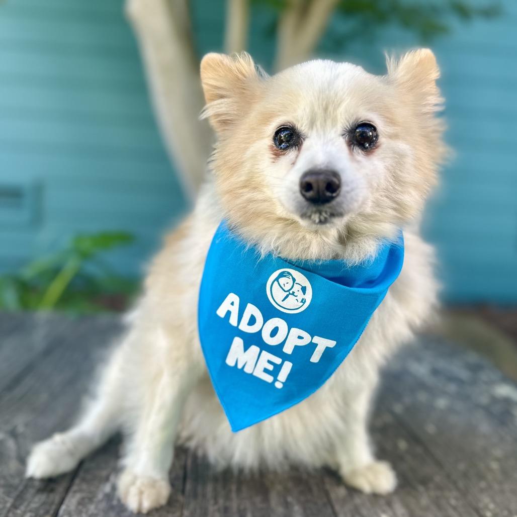 Enlarge Yankee Candle, a Adoptable Pomeranian in Pacific Grove, CA image 3/5